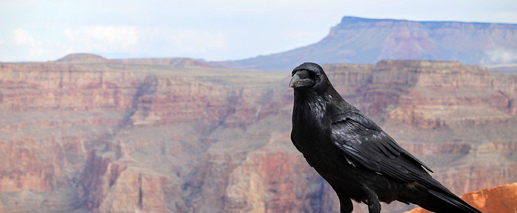 Crow peering out over the grand canyon