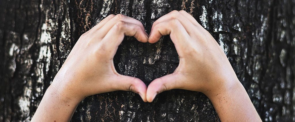 Person holding their hands in a heart on a tree