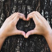 Person holding their hands in a heart on a tree