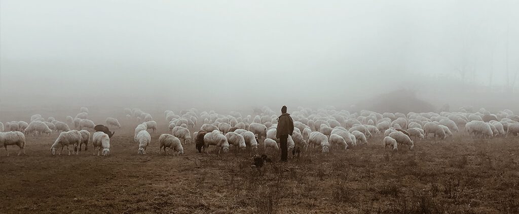 Trusting the Shepherd