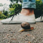 A snail and a human is walking in opposite way