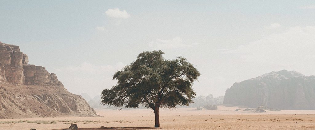 Tree growing in the middle of a barren desert