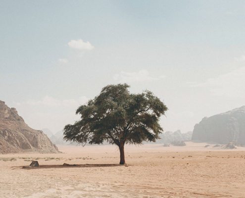 Tree growing in the middle of a barren desert